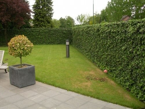 Hogyan telepítsd helyesen kedvenc sövényed?